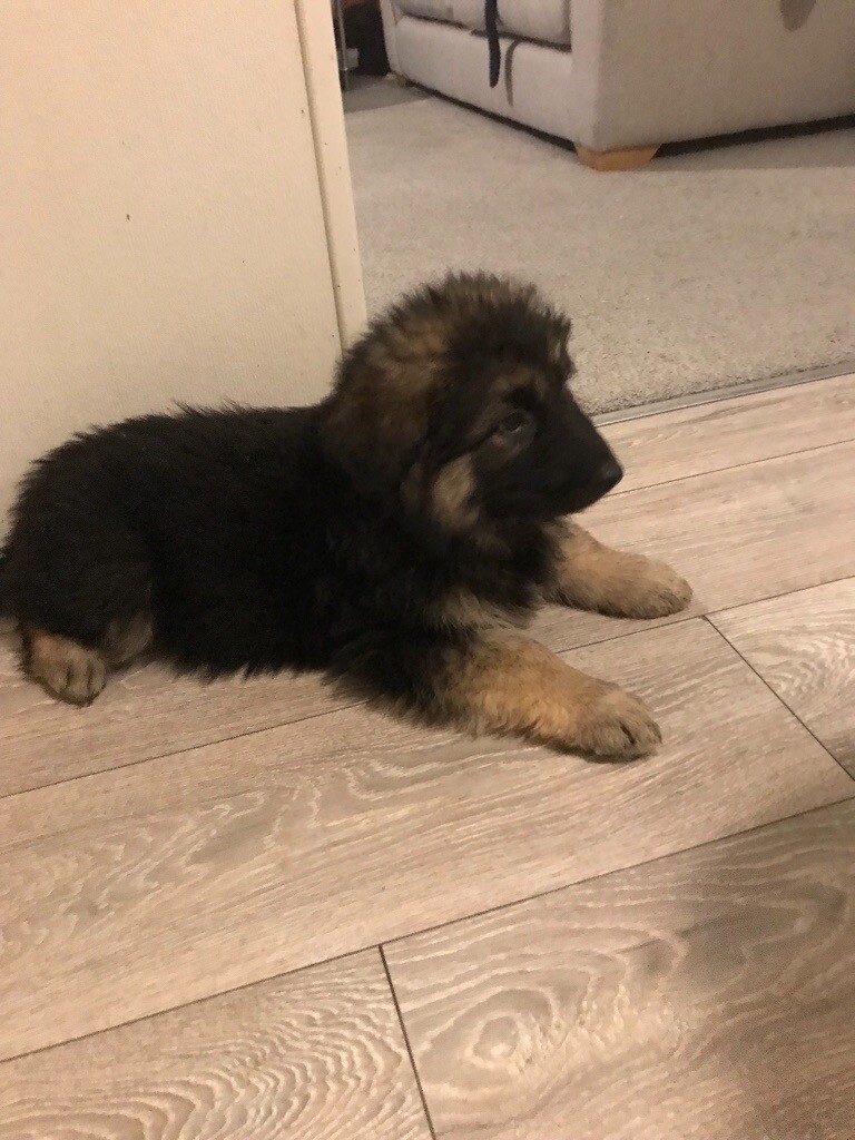 german shepherds for sale gumtree